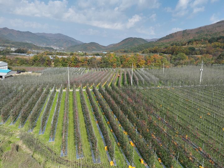 [안동=뉴시스] 경북도의 미래형 사과원. (사진=경북도 제공) 2025.05.14. photo@newsis.com *재판매 및 DB 금지