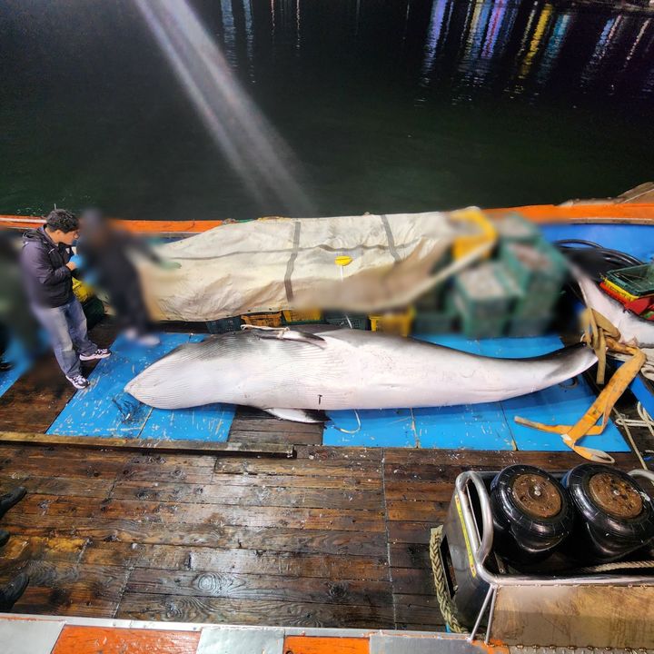 [군산=뉴시스] 군산 앞바다 해상에서 어획 작업 중 발견된 밍크고래. (사진=군산해경 제공) 2025.05.14. photo@newsis.com *재판매 및 DB 금지
