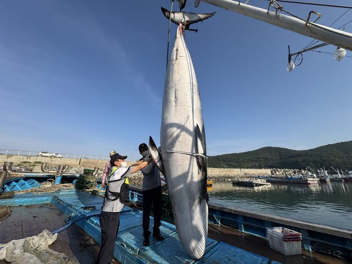 [여수=뉴시스] 여수해경이 여수 남면 연도 해상에서 혼획된 밍크고래를 측정하고 있다. (사진=여수해양경찰서 제공) 2025.05.14. photo@newsis.com *재판매 및 DB 금지