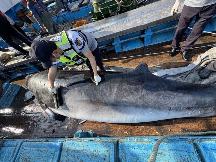 [여수=뉴시스] 여수해경 등이 여수 남면 연도 해상에서 혼획된 밍크고래를 금속탐지기를 이용해 조사하고 있다. (사진=여수해양경찰서 제공) 2025.05.14. photo@newsis.com *재판매 및 DB 금지