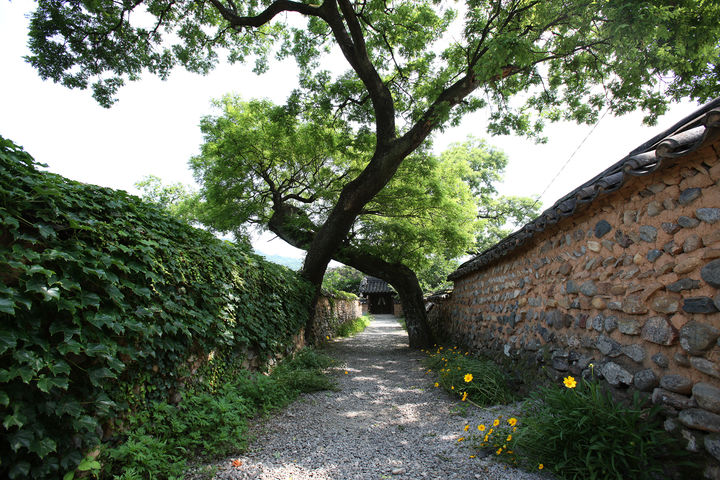 [산청=뉴시스] 산청 남사예담촌 부부 회화나무 (사진=산청군 제공) 2025. 05. 14. photo@newsis.com&nbsp;&nbsp; *재판매 및 DB 금지