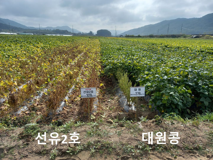 [세종=뉴시스] 농촌진흥청이 고온 다습한 기상 여건 속에서도 안정적인 콩 생산을 돕기 위해 용도별 주요 콩 품종의 특성과 재배 유의점을 14일 소개했다. 사진은 괴산 선유2호. (사진=농진청 제공) 2025.05.14. photo@newsis.com *재판매 및 DB 금지