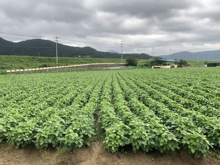 [세종=뉴시스] 농촌진흥청이 고온 다습한 기상 여건 속에서도 안정적인 콩 생산을 돕기 위해 용도별 주요 콩 품종의 특성과 재배 유의점을 14일 소개했다. 사진은 선풍 전경. (사진=농진청 제공) 2025.05.14. photo@newsis.com *재판매 및 DB 금지