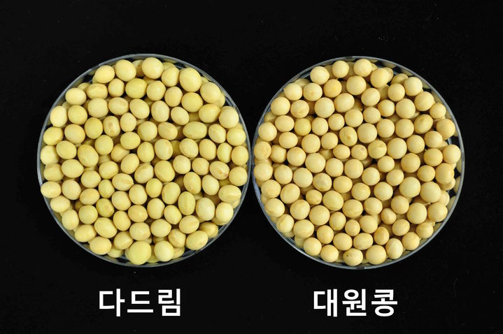 [세종=뉴시스] 농촌진흥청이 고온 다습한 기상 여건 속에서도 안정적인 콩 생산을 돕기 위해 용도별 주요 콩 품종의 특성과 재배 유의점을 14일 소개했다. 사진은 다드림 종자. (사진=농진청 제공) 2025.05.14. photo@newsis.com *재판매 및 DB 금지