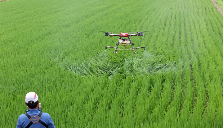 [임실=뉴시스] 임실지역 논에 드론을 이용한 항공방제가 진행 중이다. *재판매 및 DB 금지