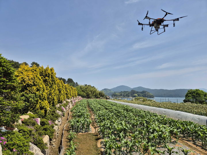 [통영=뉴시스] 신정철 기자 경남 통영시는 농기계 진입 애로, 고령화로 인한 인력 부족 등 섬지역 농업의 문제점 해소를 목표로 한산도 옥수수 재배지 10ha에 대해 지난 13일 드론 항공방제를 실시하고 있다.(사진=통영시 제공).2025.05.14. photo@newsis.com *재판매 및 DB 금지