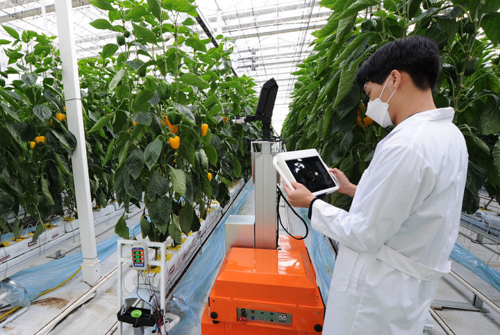 [무안=뉴시스] 로봇을 활용해 작물 생육을 측정하고 수확량을 예측하는 모습. (사진=전남도 제공) 2025.05.14. photo@newsis.com *재판매 및 DB 금지