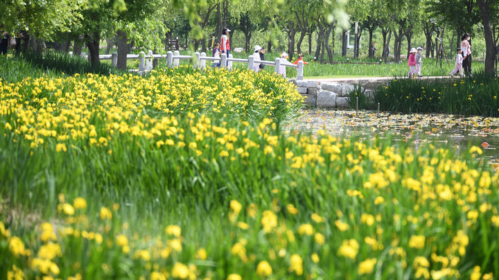 [거창=뉴시스] 거창군 거창에 On 봄축제_창포원 (사진=거창군 제공) 2025. 05. 14. photo@newsis.com&nbsp; *재판매 및 DB 금지