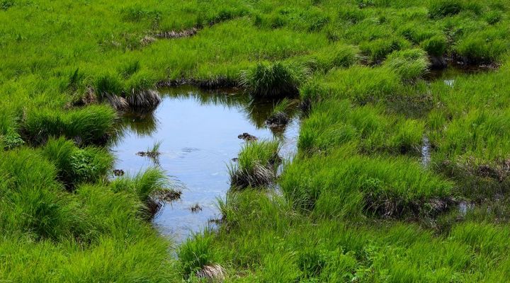 [인제=뉴시스] 14일 인제군(군수 최상기)은 봄철 산불조심 기간이 종료되는 오는 16일부터 운영을 재개해, 오는 10월 31일까지 대암산 용늪 생태탐방을 운영한다 고 밝혔다. 인제군 제공. *재판매 및 DB 금지