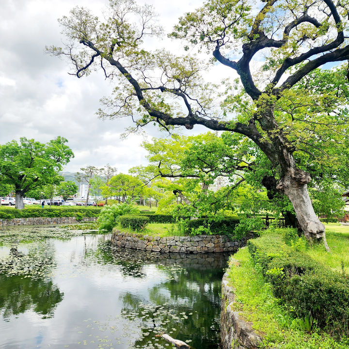 [광양=뉴시스] 이팝꽃 핀 광양 유당공원. (사진=광양시 제공) 2025.05.14. photo@newsis.com *재판매 및 DB 금지