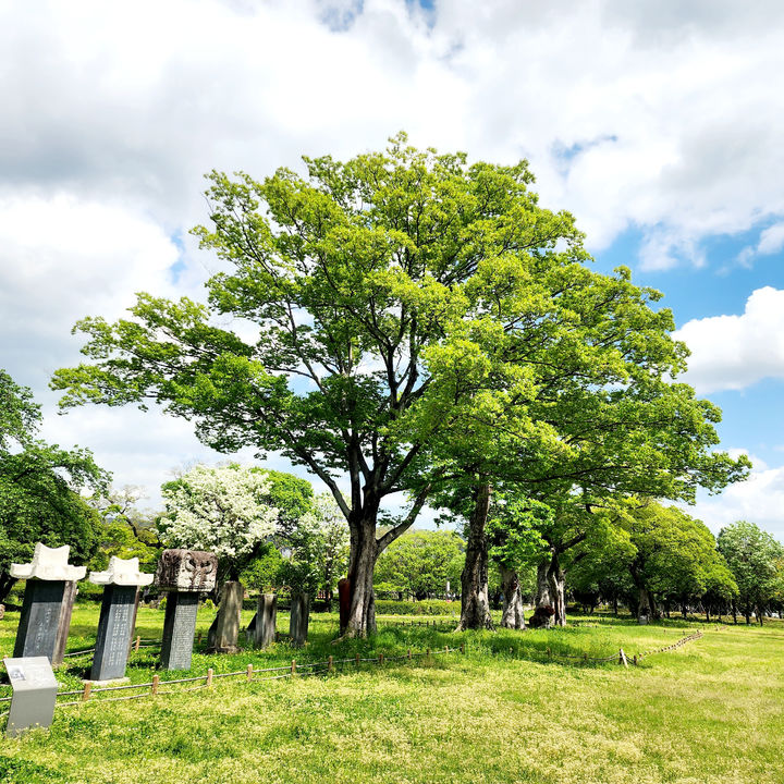 [광양=뉴시스] 이팝꽃 핀 광양 유당공원. (사진=광양시 제공) 2025.05.14. photo@newsis.com *재판매 및 DB 금지