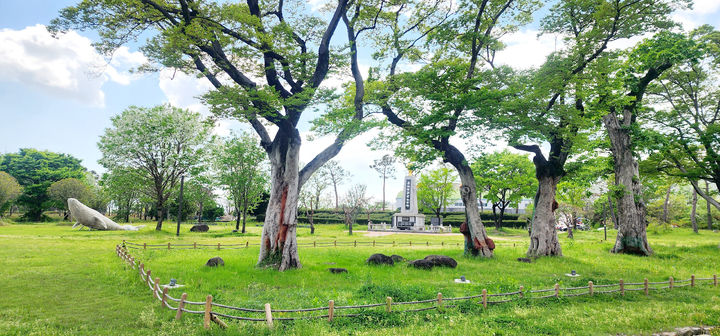 [광양=뉴시스] 이팝꽃 핀 광양 유당공원. (사진=광양시 제공) 2025.05.14. photo@newsis.com *재판매 및 DB 금지