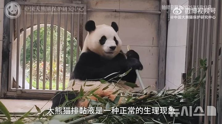 [베이징=뉴시스] 푸바오가 구토 증상 등을 보이면서 건강 상태에 우려가 제기되자 중국 자이언트판다보호연구센터가 13일 소셜미디어(SNS) 웨이보의 공식 계정을 통해 푸바오의 건강에 이상이 없다고 해명했다.(사진=중국 자이언트판다보호연구센터 웨이보 갈무리) *DB 및 재판매 금지 2025.05.14 photo@newsis.com