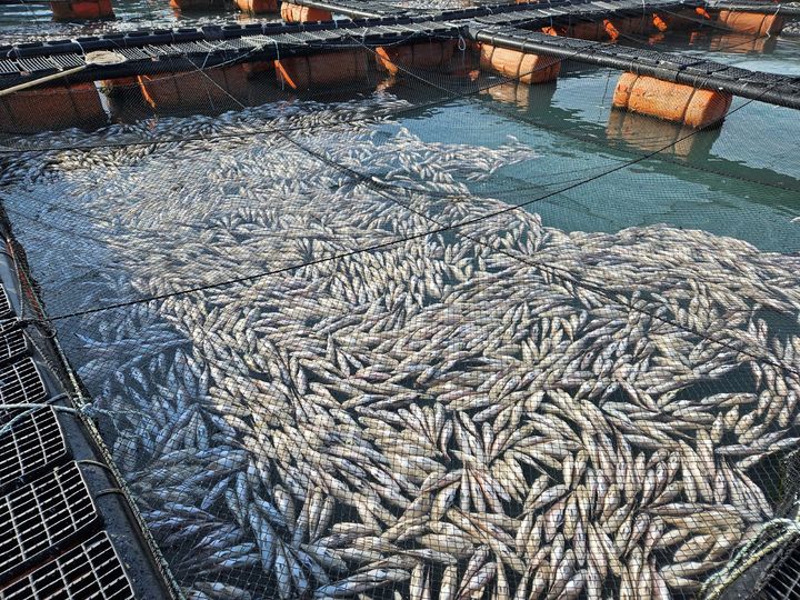 저수온 피해 양식장. (사진=전남도 제공) *재판매 및 DB 금지