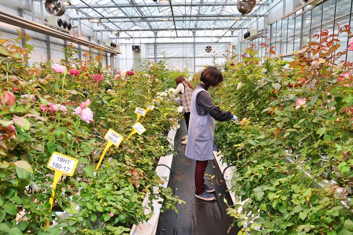 전북 화훼 신품종 (사진=농업기술원 제공) *재판매 및 DB 금지