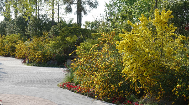 [해남=뉴시스] 산이정원 금작화. (사진=산이정원 제공) 2025.05.15. photo@newsis.com *재판매 및 DB 금지
