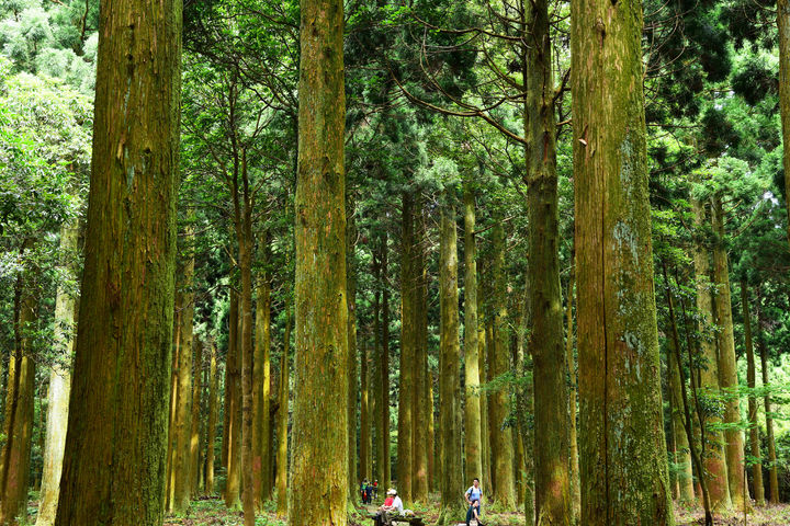 [제주=뉴시스]한남사려니오름숲 삼나무전시림. (사진=난대·아열대산림연구소 제공) photo@newsis.com *재판매 및 DB 금지