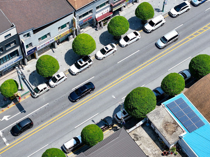[단양=뉴시스] 단양군 복자기 가로수길. (사진=단양군 제공) 2025.05.15. photo@newsis.com *재판매 및 DB 금지