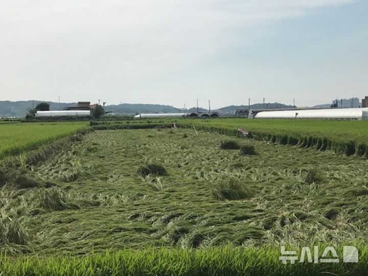 [안성=뉴시스] 강한 바람으로 쓰러진 벼 모습 (사진=안성시 제공) 2025.05.15.photo@newsis.com 