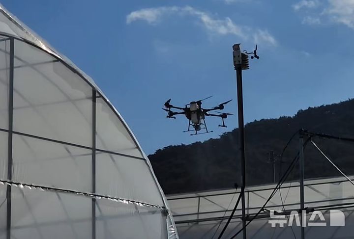 [경기광주=뉴시스] 광주시농업기술센터가 15일 드론을 활용한 차광도포제를 살포하고 있다 (사진=광주시 제공) 2025.05.15.photo@newsis.com