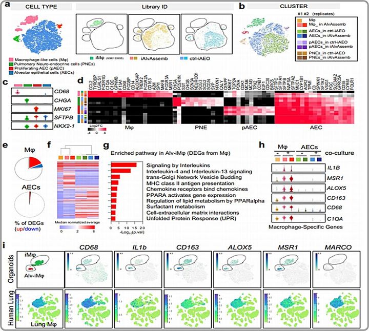 [대전=뉴시스] 생명공학연구원이 질병관리청과 함께 인간 폐를 모사한 ‘폐포 어셈블로이드(iAlvAssemb)’를 개발했다. 사진은 단일세포 전사체분석을 통한 폐포 어셈블로이드 특성 분석도.(사진=생명공학연구원 제공) *재판매 및 DB 금지