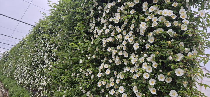 [거제=뉴시스] 신정철 기자= 경남 거제시농업기술센터 내 농업개발원 거제왕찔레 꽃벽울타리에는 15일 거제왕찔레가 활짝 피웠다.사진은 3m 높이의 꽃벽울타리에 활짝핀 거제왕찔레 모습.(사진=거제시 제공).2025.05.15. photo@newsis.com *재판매 및 DB 금지