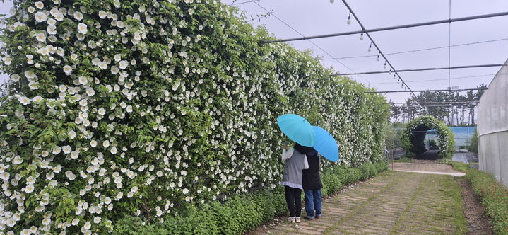 [거제=뉴시스] 신정철 기자= 경남 거제시 농업개발원 내&nbsp; 3m 높이의 거제왕찔레 꽃벽울타리에는 새하얀 거제왕찔레꽃이 흐드러지게 피웠다.사진은 꽃벽울타리에 활짝핀 거제왕찔레 모습.(사진=거제시 제공).2025.05.15. photo@newsis.com *재판매 및 DB 금지