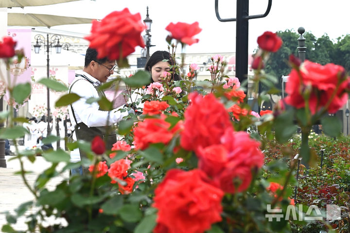 [용인=뉴시스] 김종택 기자 = 에버랜드 장미축제를 하루 앞둔 15일 경기 용인시 에버랜드 로즈가든에서 관계자들이 활짝 핀 장미를 살펴보고 있다.720품종 300만 송이 장미가 만개하는 이번 축제에서는 새로운 콘셉트의 장미축제 '에버랜드 로로티' 를 선보이고 장미포토존 등 다양한 콘텐츠로 다음달 15일까지 진행한다. 2025.05.15. jtk@newsis.com