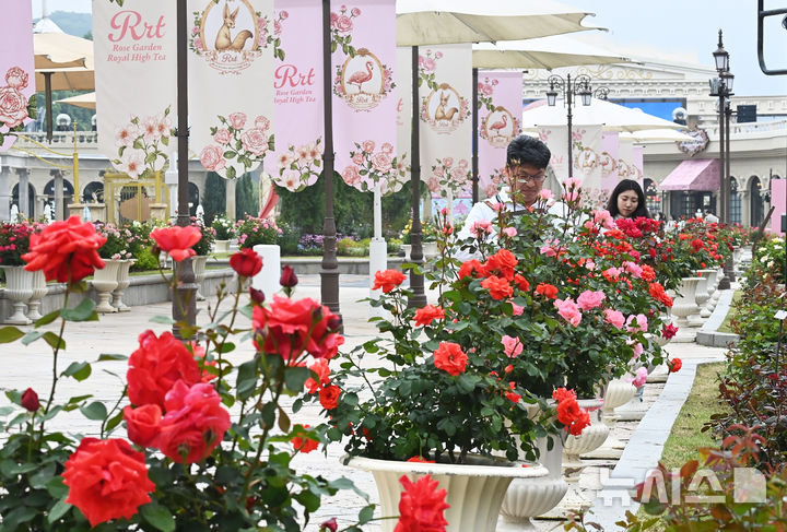 [용인=뉴시스] 김종택 기자 = 에버랜드 장미축제를 하루 앞둔 15일 경기 용인시 에버랜드 로즈가든에서 관계자들이 활짝 핀 장미를 살펴보고 있다.720품종 300만 송이 장미가 만개하는 이번 축제에서는 새로운 콘셉트의 장미축제 '에버랜드 로로티' 를 선보이고 장미포토존 등 다양한 콘텐츠로 다음달 15일까지 진행한다. 2025.05.15. jtk@newsis.com