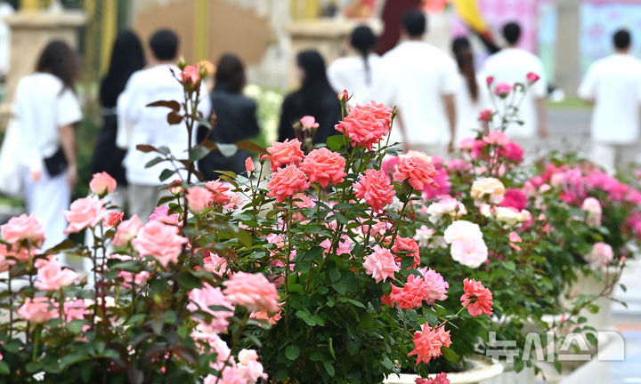 [용인=뉴시스] 김종택 기자 = 에버랜드 장미축제를 하루 앞둔 15일 경기 용인시 에버랜드 로즈가든을 찾은 시민들이 활짝 핀 장미를 살펴보고 있다.720품종 300만 송이 장미가 만개하는 이번 축제에서는 새로운 콘셉트의 장미축제 '에버랜드 로로티' 를 선보이고 장미포토존 등 다양한 콘텐츠로 다음달 15일까지 진행한다. 2025.05.15. jtk@newsis.com