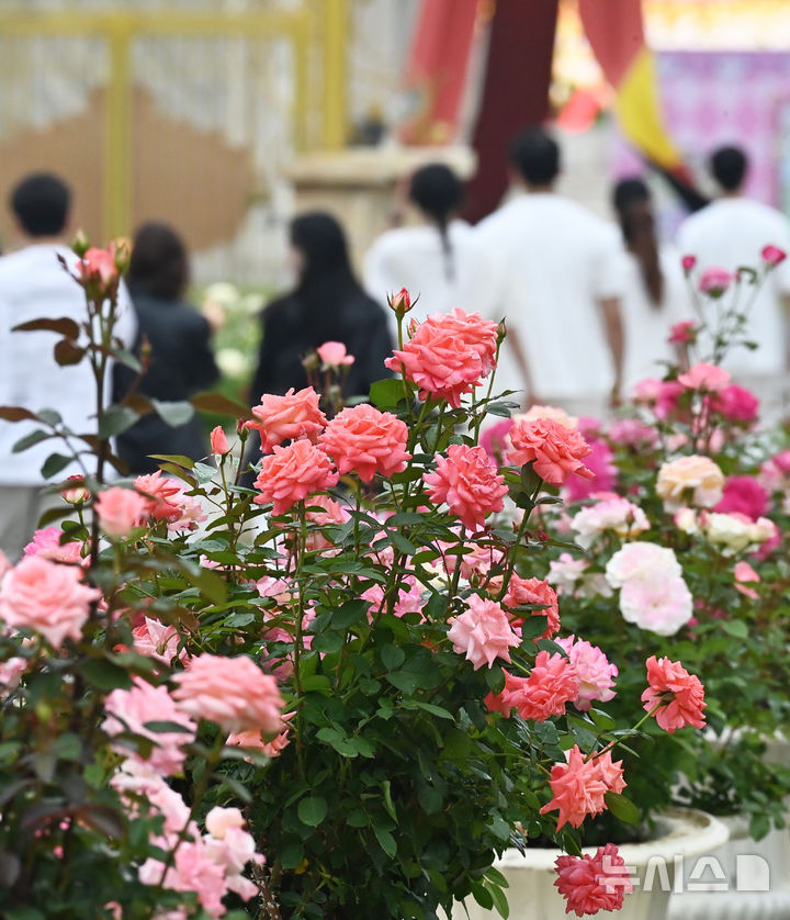 [용인=뉴시스] 김종택 기자 = 에버랜드 장미축제를 하루 앞둔 15일 경기 용인시 에버랜드 로즈가든을 찾은 시민들이 활짝 핀 장미를 살펴보고 있다.720품종 300만 송이 장미가 만개하는 이번 축제에서는 새로운 콘셉트의 장미축제 '에버랜드 로로티' 를 선보이고 장미포토존 등 다양한 콘텐츠로 다음달 15일까지 진행한다. 2025.05.15. jtk@newsis.com