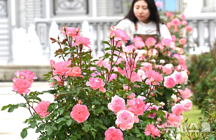 [용인=뉴시스] 김종택 기자 = 에버랜드 장미축제를 하루 앞둔 15일 경기 용인시 에버랜드 로즈가든에서 관계자가 활짝 핀 장미를 살펴보고 있다.720품종 300만 송이 장미가 만개하는 이번 축제에서는 새로운 콘셉트의 장미축제 '에버랜드 로로티' 를 선보이고 장미포토존 등 다양한 콘텐츠로 다음달 15일까지 진행한다. 2025.05.15. jtk@newsis.com