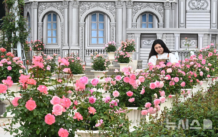 [용인=뉴시스] 김종택 기자 = 에버랜드 장미축제를 하루 앞둔 15일 경기 용인시 에버랜드 로즈가든에서 관계자가 활짝 핀 장미를 살펴보고 있다.720품종 300만 송이 장미가 만개하는 이번 축제에서는 새로운 콘셉트의 장미축제 '에버랜드 로로티' 를 선보이고 장미포토존 등 다양한 콘텐츠로 다음달 15일까지 진행한다. 2025.05.15. jtk@newsis.com