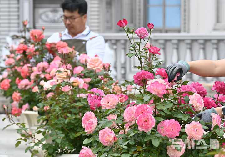 [용인=뉴시스] 김종택 기자 = 에버랜드 장미축제를 하루 앞둔 15일 경기 용인시 에버랜드 로즈가든에서 관계자가 활짝 핀 장미를 살펴보고 있다.720품종 300만 송이 장미가 만개하는 이번 축제에서는 새로운 콘셉트의 장미축제 '에버랜드 로로티' 를 선보이고 장미포토존 등 다양한 콘텐츠로 다음달 15일까지 진행한다. 2025.05.15. jtk@newsis.com