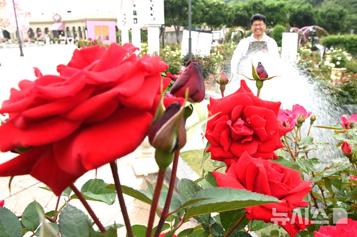 [용인=뉴시스] 김종택 기자 = 에버랜드 장미축제를 하루 앞둔 15일 경기 용인시 에버랜드 로즈가든에서 관계자가 활짝 핀 장미에 물을 주고 있다.720품종 300만 송이 장미가 만개하는 이번 축제에서는 새로운 콘셉트의 장미축제 '에버랜드 로로티' 를 선보이고 장미포토존 등 다양한 콘텐츠로 다음달 15일까지 진행한다. 2025.05.15. jtk@newsis.com