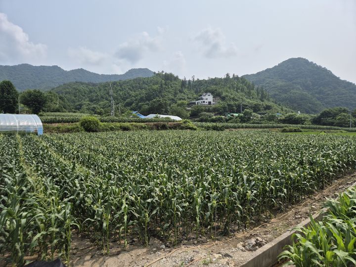 [홍천=뉴시스] 16일 홍천군(군수 신영재)은 올해 10개 단지 229ha 규모의 채종포를 운영해 벼, 찰옥수수, 콩, 팥 6품종 925톤의 보급 종자를 생산할 계획이다 고 밝혔다. 홍천군 제공.&nbsp; *재판매 및 DB 금지