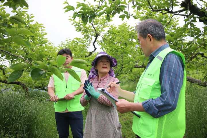 [진주=뉴시스]진주시, 안전한 농어업작업 환경을 위해&nbsp; 농작업 안전관리자가 단감농장에서 농작업 안전컨설팅을 하고 있다.(사진=진주시 제공).2025.05.16.photo@newsis.com *재판매 및 DB 금지