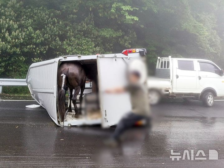 [제주=뉴시스] 16일 오전 제주 서귀포시 남원읍 소재 도로에서 말 수송 트레일러가 전도돼 소방당국이 사고 수습에 나서고 있다. (사진=제주소방안전본부 제공) 2025.05.16. photo@newsis.com