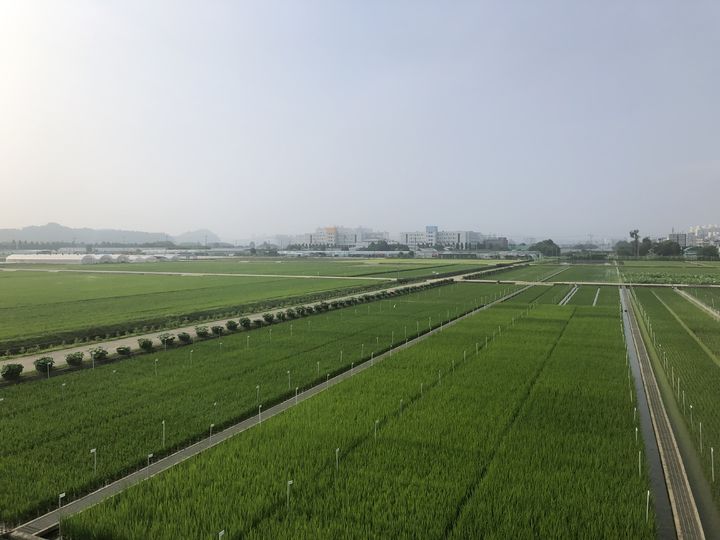 [진주=뉴시스]경남농업기술원, 벼 육묘장 전경.(사진=경남농업기술원 제공).2025.05.17.photo@newsis.com *재판매 및 DB 금지