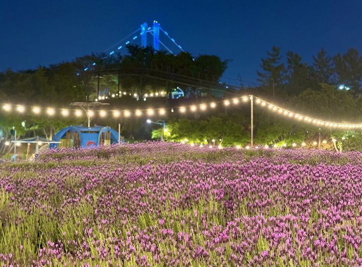 [울산=뉴시스] 울산 남구 장생포 오색수국정원을 보랏빛으로 물들이는 라벤더와 버베나. (사진=울산 남구 제공) photo@newsis.com *재판매 및 DB 금지