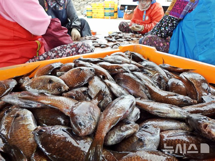 [제주=뉴시스] 오영재 기자 = 18일 오전 제주 서귀포시 보목항에서 열린 '보목 2025 자리돔축제' 내 자리돔판매장에서 관계자들이 자리돔을 손질하고 있다. 2025.05.18. oyj4343@newsis.com&nbsp; 