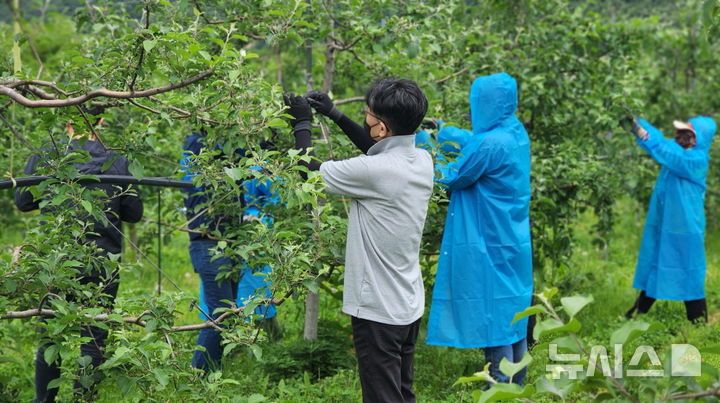 [포항=뉴시스] 송종욱 기자 = 16일 포항시 북구 죽장면 한 과수원에서 시 대변인실 직원들이 사과 열매솎기로 농업인 일손 돕기를 하고 있다. 사진은 과수원에서 열매솎기 작업 모습. (사진=포항시 제공) 2025.05.18. photo@newsis.com 