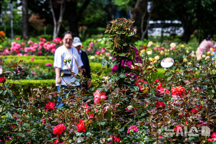 [창원=뉴시스] 차용현 기자 = 화창한 봄 날씨를 보인 18일 오전 경남 창원시 성산구 장미공원에서 시민들이 봄 정취를 만끽하고 있다.2025.05.18.con@newsis.com
