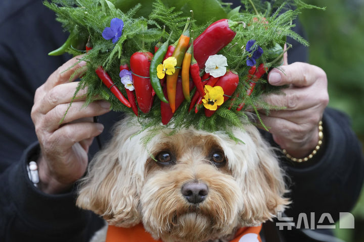 [런던=AP/뉴시스] 19일(현지 시간) 영국 런던 첼시병원에서 열린 2025 첼시 플라워쇼 사전행사에 한 강아지가 고추로 장식된 모자를 쓰고 있다. 2025.05.20.