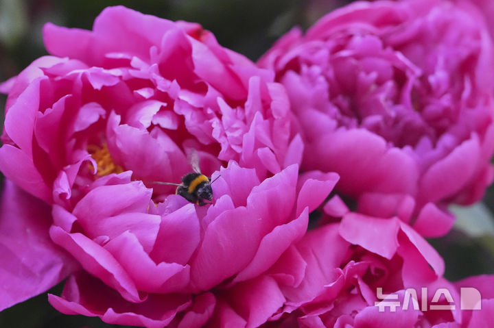 [런던=AP/뉴시스] 19일(현지 시간) 영국 런던 첼시병원에서 열린 2025 첼시 플라워쇼 사전행사에서 꿀벌이 모란 꽃 위에 앉아 있다. 2025.05.20.<font style="vertical-align: inherit;"><font style="vertical-align: inherit;"></font></font>