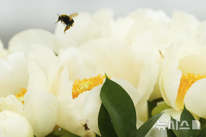 [런던=AP/뉴시스] 19일(현지 시간) 영국 런던 첼시병원에서 열린 2025 첼시 플라워쇼 사전행사에서 꿀벌이 모란 꽃 주위를 맴돌고 있다. 2025.05.20.<font style="vertical-align: inherit;"><font style="vertical-align: inherit;"></font></font>