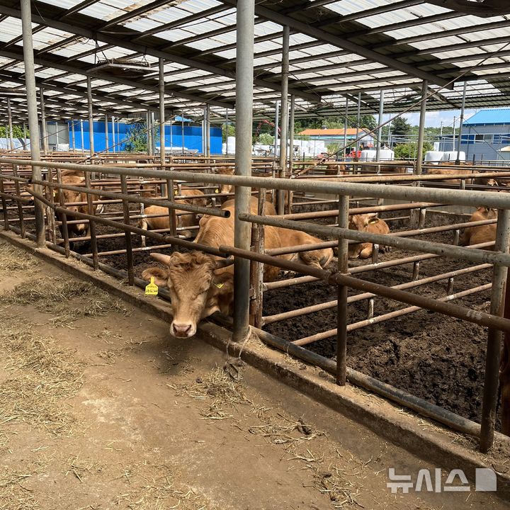 [용인=뉴시스]용인시의 한 축산농가(사진=용인시 제공)2025.05.19.photo@newsis.com