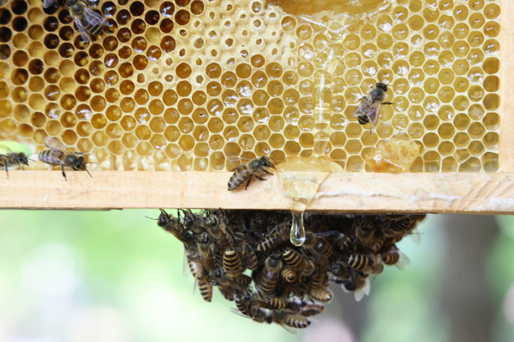 [서울=뉴시스]LG가 최근 경기 광주시 곤지암의 생태수목원인 화담숲 인근 정광산에 토종 꿀벌 서식지를 조성했다. (사진 = LG) 2025.05.19. photo@newsis.com *재판매 및 DB 금지