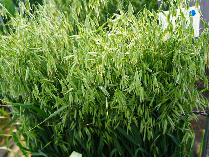 [세종=뉴시스] 조지방, 바이오매스 우수 귀리 유전자원. (사잔=농촌진흥청 제공) *재판매 및 DB 금지