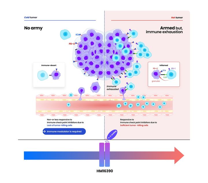 [서울=뉴시스] 한미약품 홈페이지에 소개된 HM16390의 작용기전. (사진=한미약품 제공) 2025.05.19. photo@newsis.com *재판매 및 DB 금지